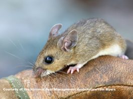Impact of Alaskapox virus infected by mouse