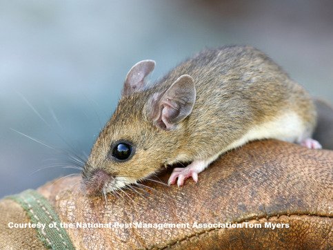 Impact of Alaskapox virus infected by mouse